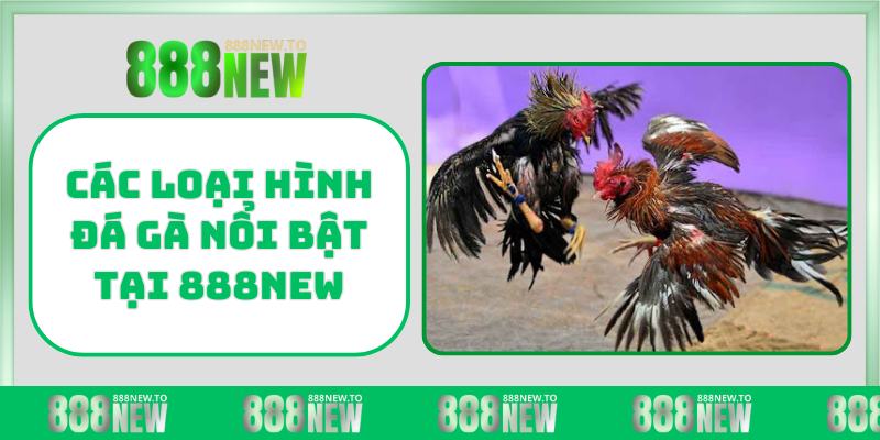 Các loại hình đá gà nổi bật tại 888NEW