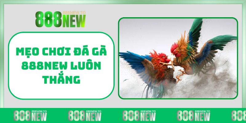 Mẹo chơi đá gà 888NEW luôn thắng